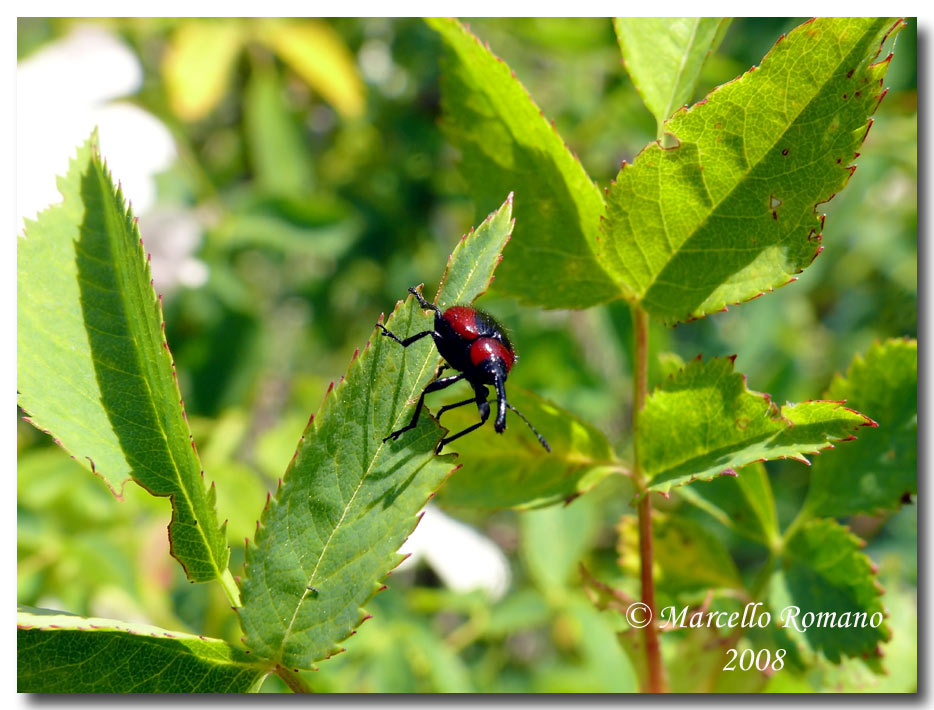 Mecorhis ungarica (Rhynchitidae) dal Montenegro